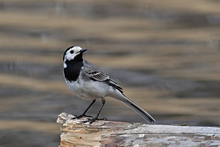 Konipas bílý  (Motacilla alba)