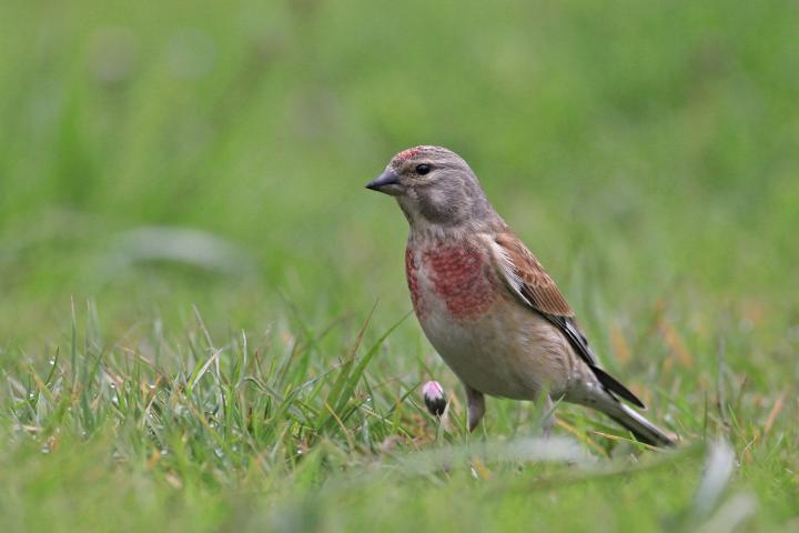 Konopka obecná (Carduelis cannabina)