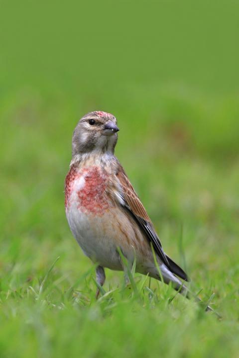 Konopka obecná (Carduelis cannabina)