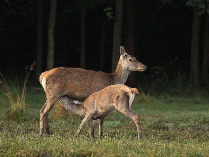 Jelen lesní (Cervus elaphus)