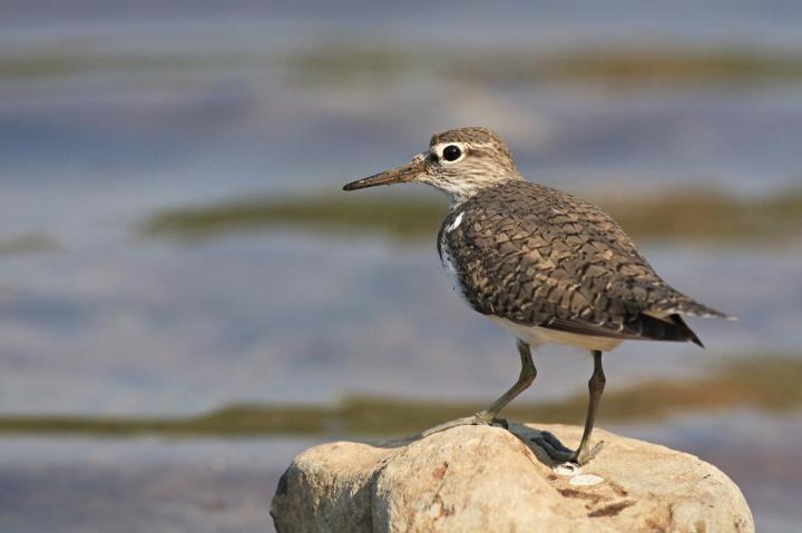 Vodouš bahenní (Tringa glareola)