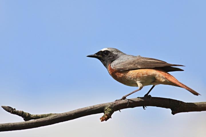 Rehek domácí (Phoenicurus ochruros)