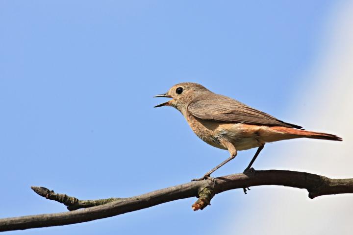 Rehek domácí (Phoenicurus ochruros)