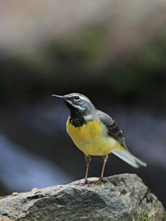 Konipas horský (Motacilla cinerea)