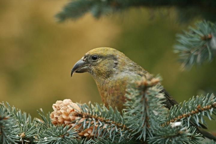 Křivka obecná (Loxia curvirostra)