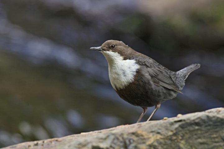 Skorec vodní (Cinclus cinclus)