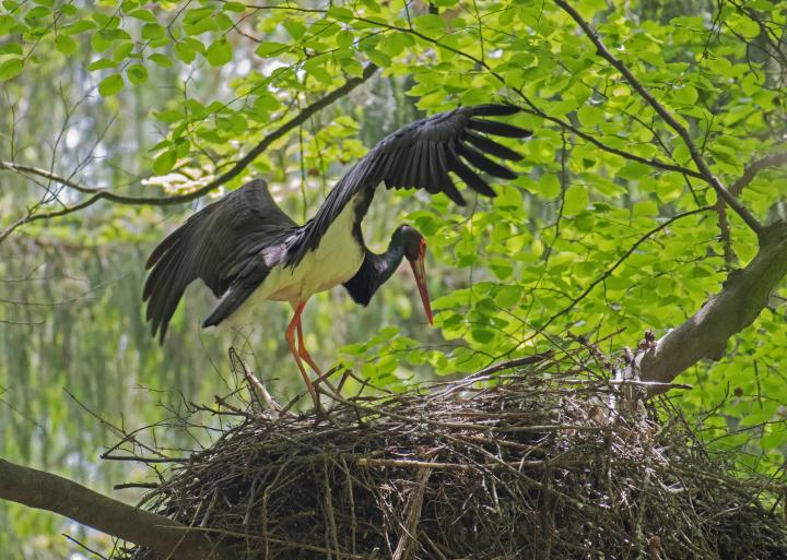 Čáp černý (Ciconia nigra)