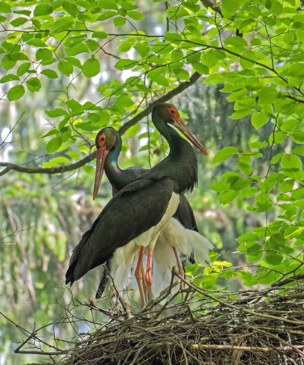 Čáp černý (Ciconia nigra)