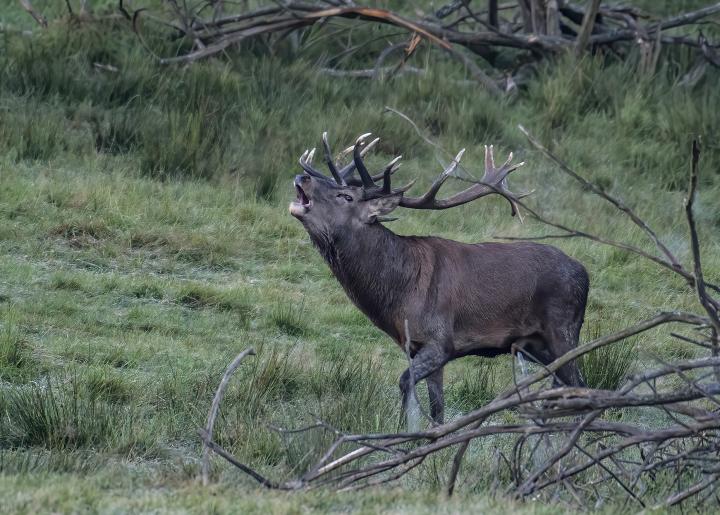 Jelen lesní (Cervus elaphus)