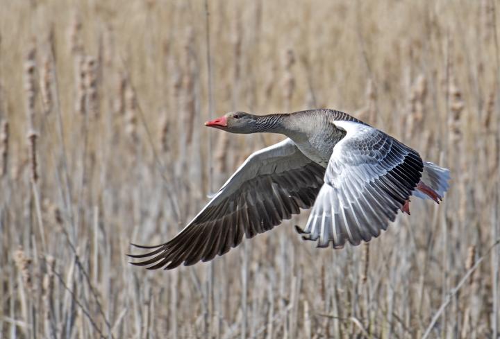 Husa velká (Anser anser)