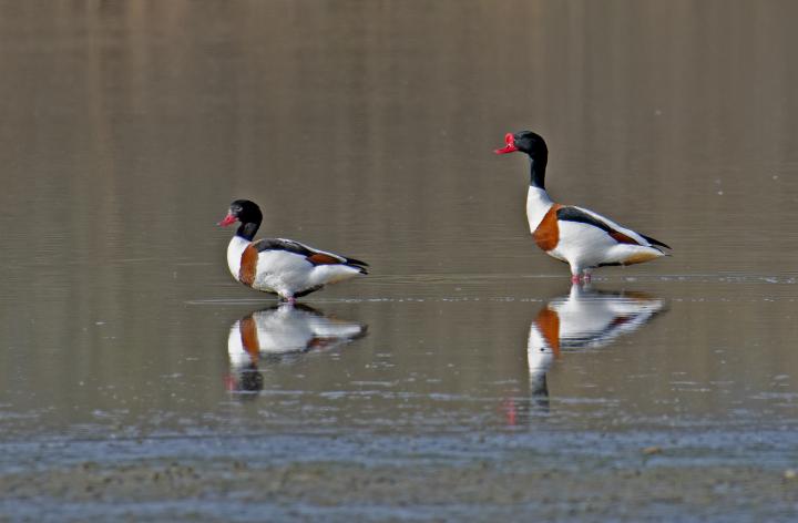 Husice liščí (Tadorna tadorna)