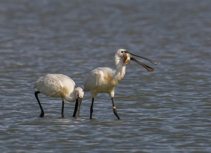 Kolpík bílý (Platalea leucorodia)