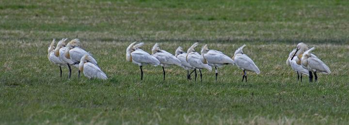 Kolpík bílý (Platalea leucorodia)