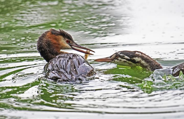 Potápka roháč  (Podiceps cristatus)