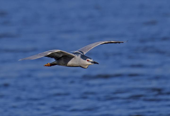  Kvakoš noční ( Nycticorax nycticorax)