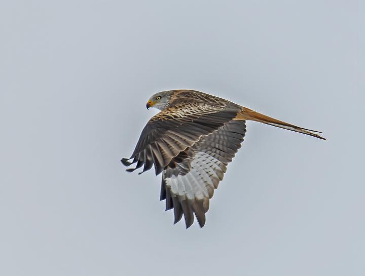 Luňák červený  (Milvus milvus)