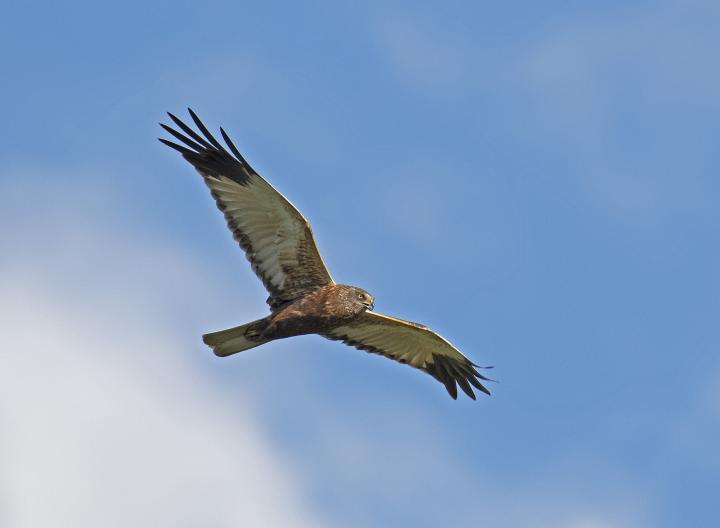 Moták pochop (Circus aeruginosus)