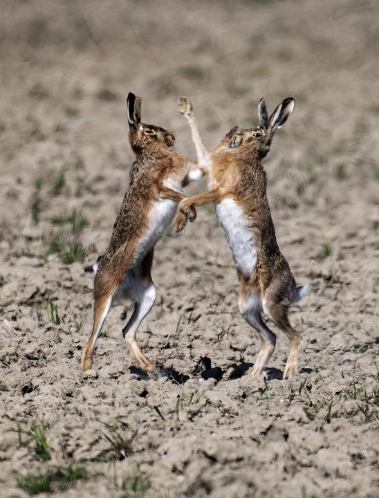 Zajíc polní  (Lepus europaeus)