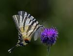 Iphiclides podalirius (Iphiclides podalirius)