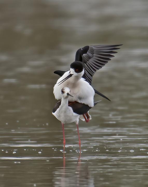 Pisila čáponohá (Himantopus himantopus)