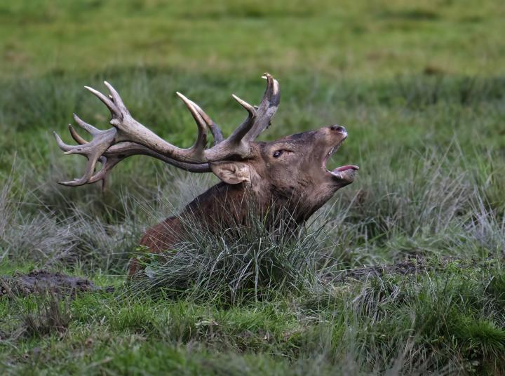 Jelen lesní (Cervus elaphus)