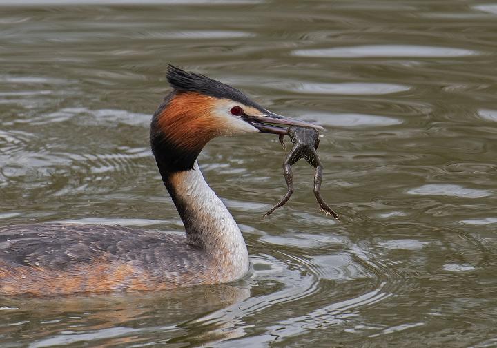Potápka roháč  (Podiceps cristatus)