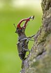 Stag beetle (Cervus beetle)