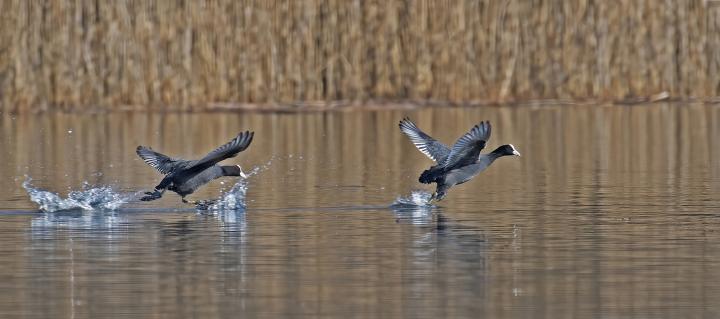 Lyska černá (Fulica atra)