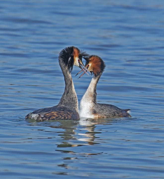 Potápka roháč  (Podiceps cristatus)