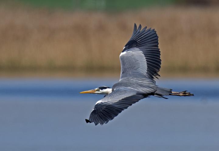 Volavka popelavá (Ardea cinerea)