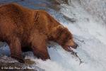 Grizzly bear (Ursus arctos horribilis)