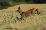  roe Deer ( Capreolus capreolus )