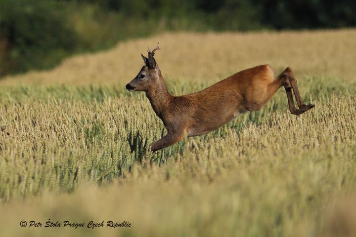  Srnec obecný ( Capreolus capreolus )