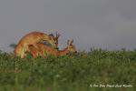  roe Deer ( Capreolus capreolus )