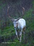 Fallow Deer (Dama dama)