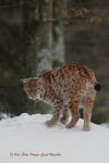 Rys ostrovid (Lynx lynx)