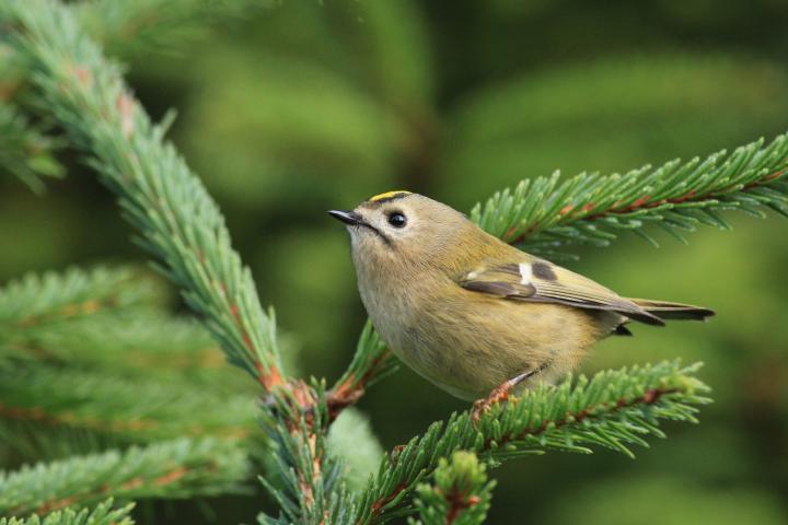 Králíček obecný (Regulus regulus)