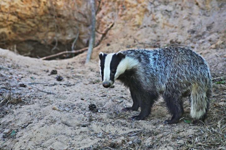 Jezevec lesní (Meles meles)