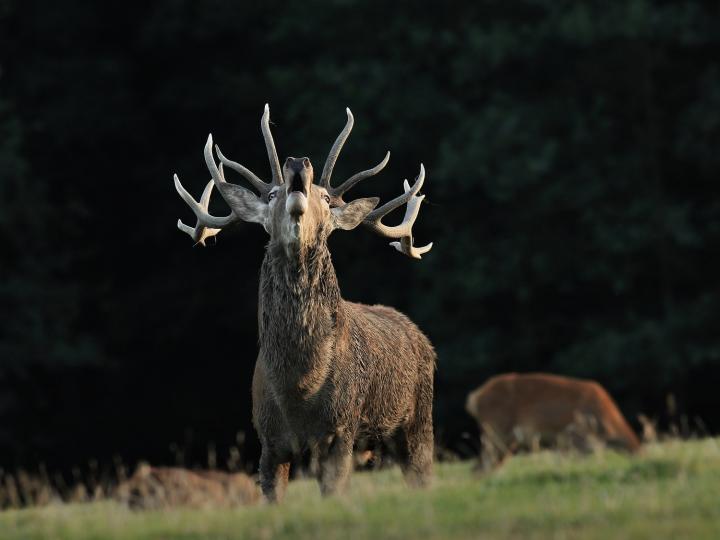 Jelen lesní (Cervus elaphus)