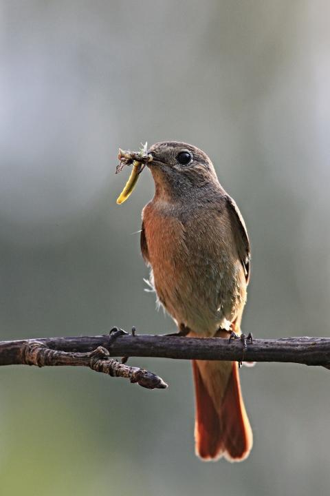 Rehek domácí (Phoenicurus ochruros)