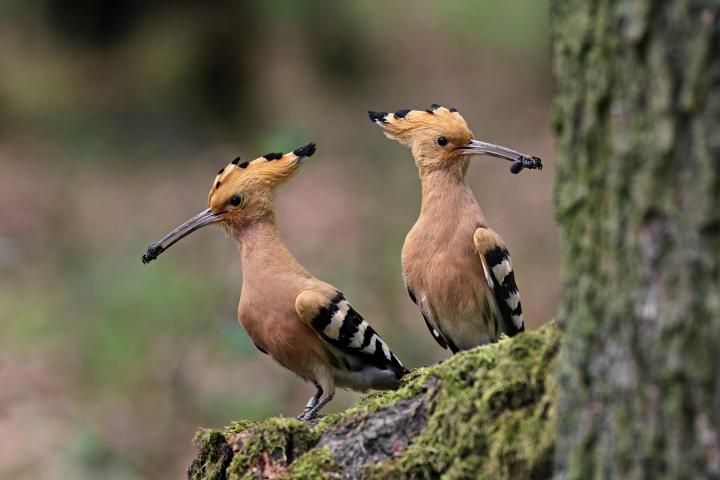 Dudek chocholatý (Upupa epops)