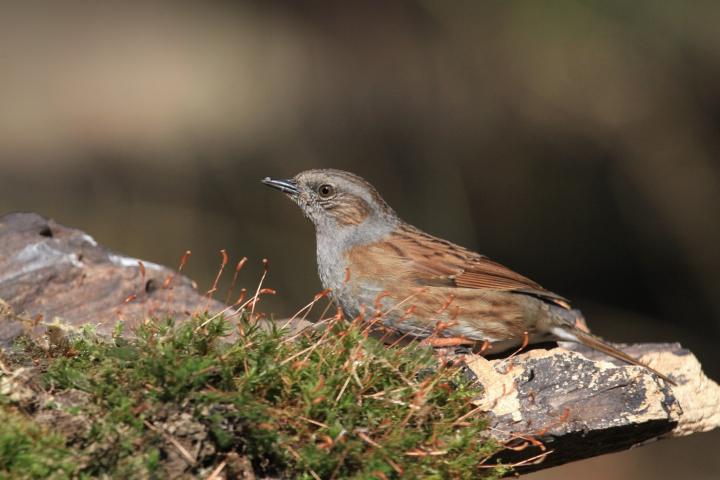 Pěvuška modrá (Prunella modularis)