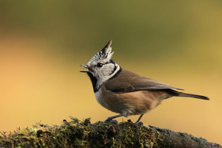 Sýkora parukářka (Parus cristatus)