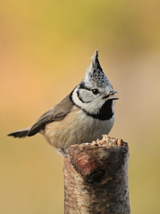 Sýkora parukářka (Parus cristatus)