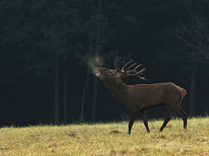 Jelen lesní (Cervus elaphus)