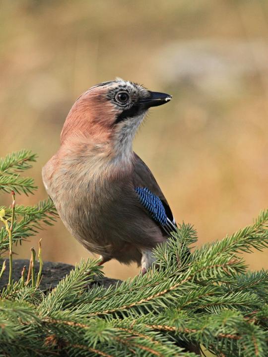 Sojka obecná (Garrulus glandarius)