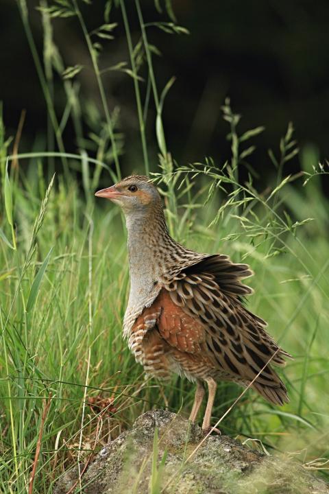 Chřástal polní (Crex crex)