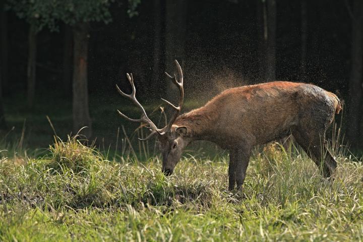 Jelen lesní (Cervus elaphus)