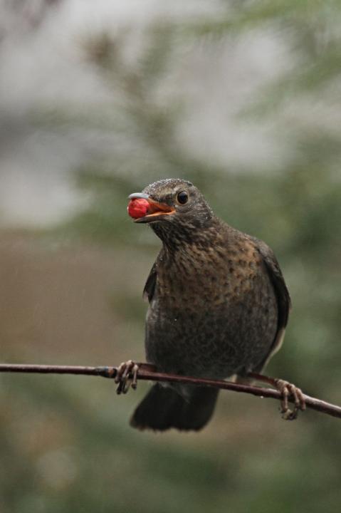 Drozd kvíčala (Turdus pilaris)