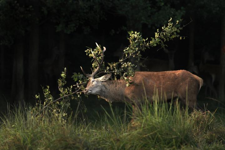Jelen lesní (Cervus elaphus)